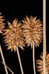 Pine barren flatsedge